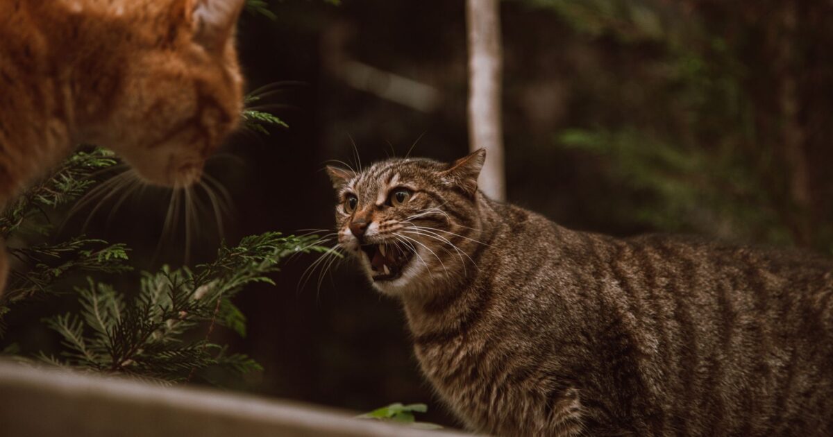 Briga entre gatos da mesma casa: como mediar e resolver