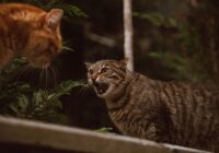 Briga entre gatos da mesma casa: como mediar e resolver