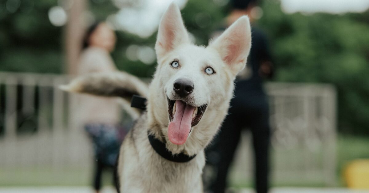 Husky Siberiano: necessidades especiais dessa raça de trabalho