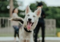 Husky Siberiano: necessidades especiais dessa raça de trabalho