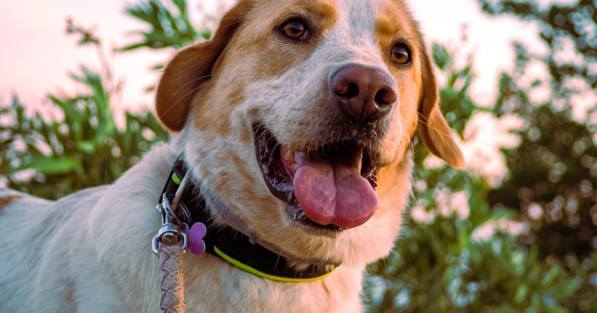 Parasitas externos em cães: pulgas, carrapatos e como eliminar
