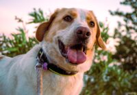 Parasitas externos em cães: pulgas, carrapatos e como eliminar