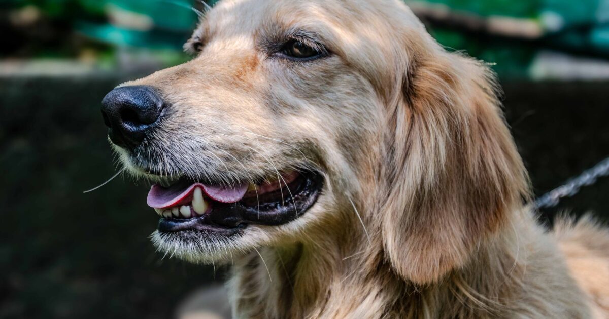 Golden Retriever: características, cuidados e temperamento
