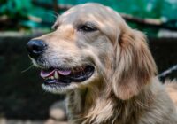 Golden Retriever: características, cuidados e temperamento