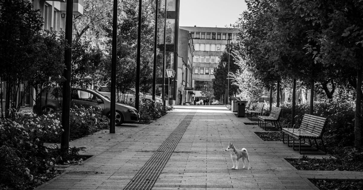 Pets abandonados no verão: por que acontece e como combater