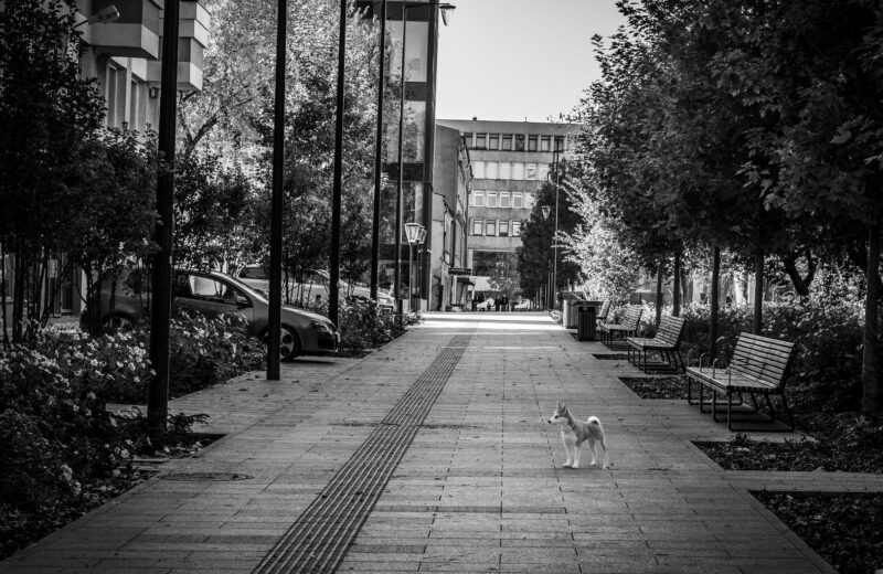Pets abandonados no verão: por que acontece e como combater