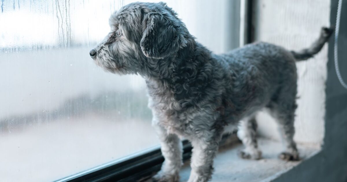 Ansiedade de separação em cães: causas e como tratar