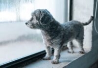 Ansiedade de separação em cães: causas e como tratar