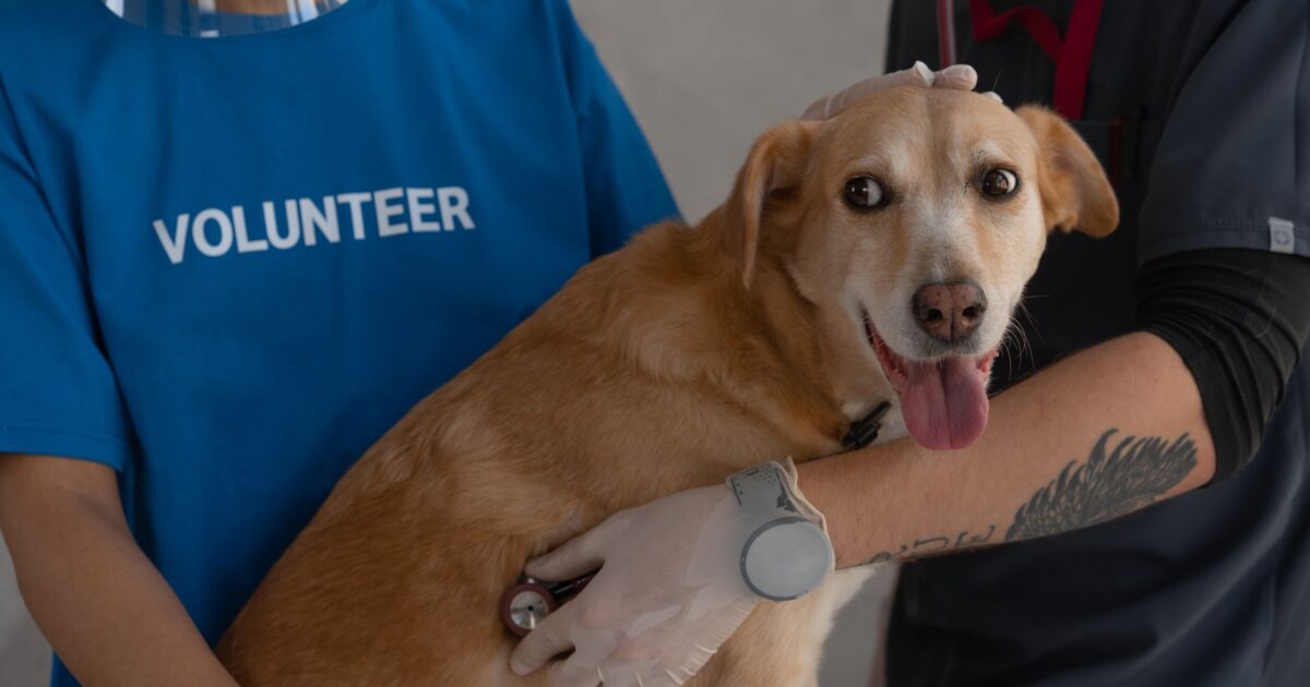 Medicina veterinária preventiva: por que é mais barato prevenir