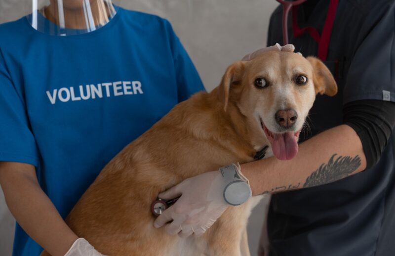 Medicina veterinária preventiva: por que é mais barato prevenir