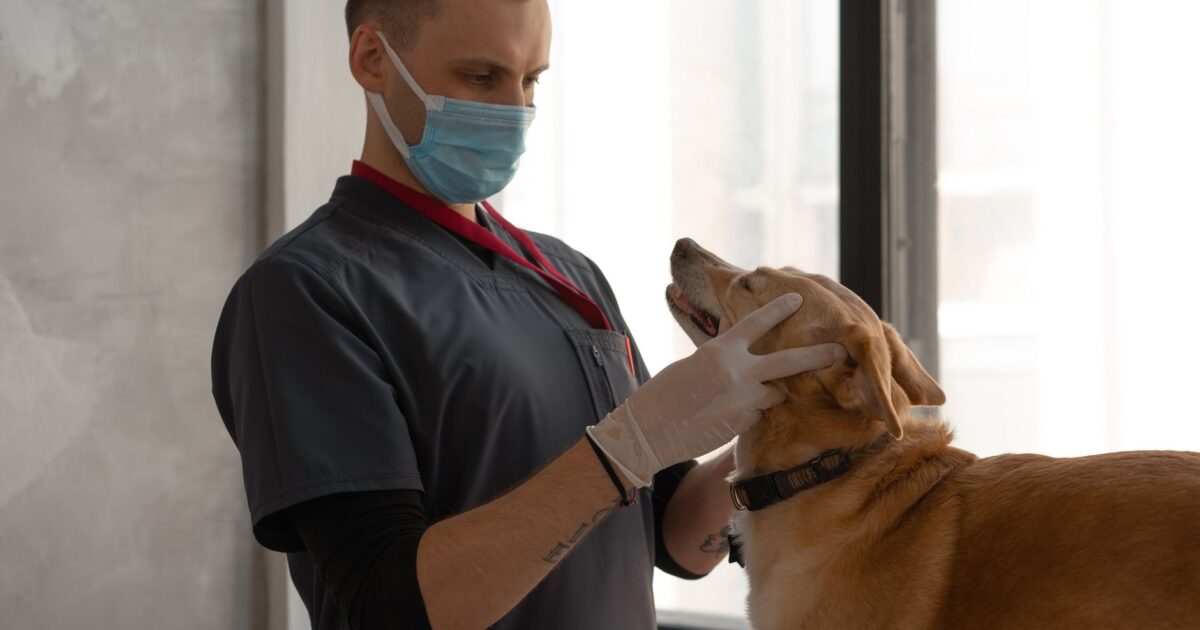 Terapia comportamental veterinária: quando buscar ajuda?
