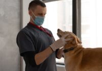 Terapia comportamental veterinária: quando buscar ajuda?