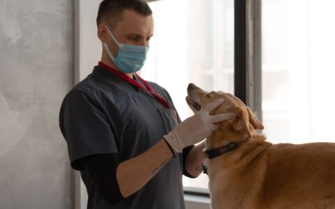 Terapia comportamental veterinária: quando buscar ajuda?