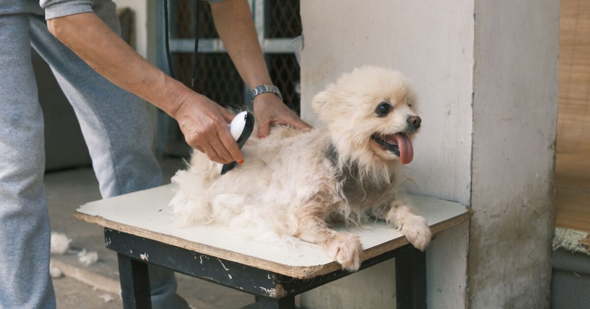 Banho e tosa em cães: com que frequência fazer na prática
