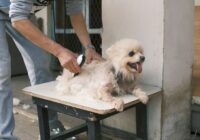 Banho e tosa em cães: com que frequência fazer na prática