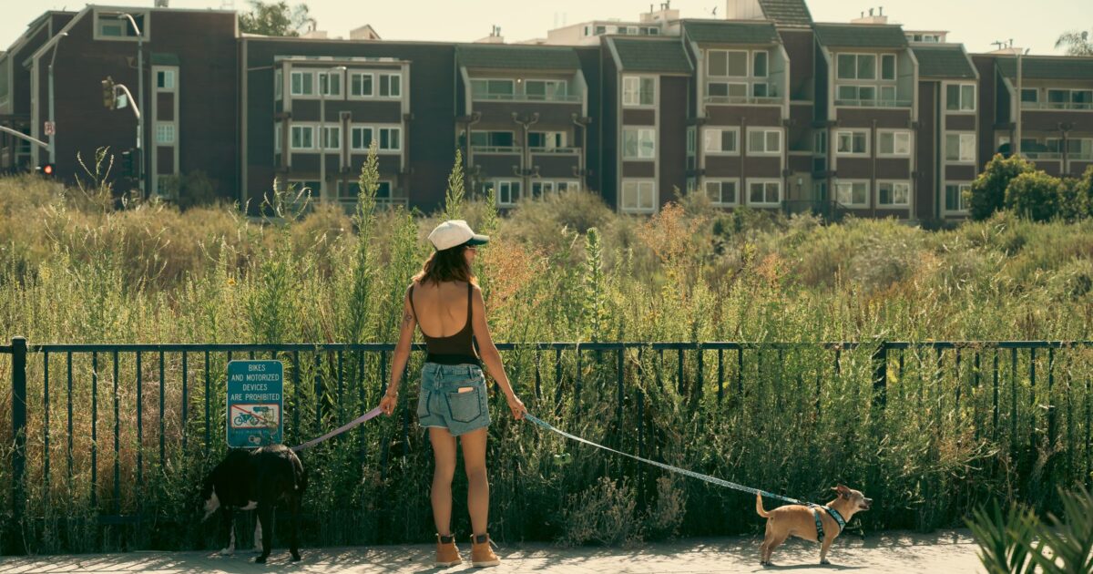 Exercícios para cães em apartamento: como manter seu pet ativo