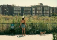 Exercícios para cães em apartamento: como manter seu pet ativo