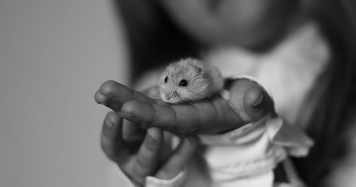 Como domar e socializar um hamster: passo a passo