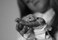 A young girl gently holding a hamster in her hand in monochrome.