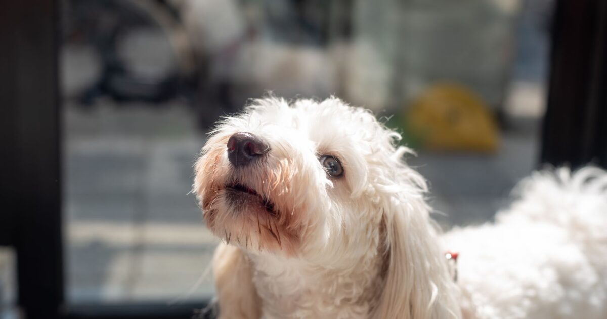 Raças hipoalergênicas: pets para quem tem alergia
