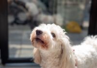 Raças hipoalergênicas: pets para quem tem alergia