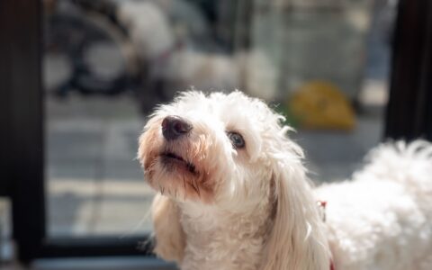 Raças hipoalergênicas: pets para quem tem alergia