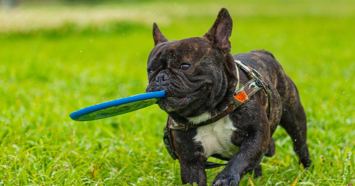 Bulldog Francês: Cuidados Especiais Que Você Precisa Saber