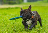 Bulldog Francês: Cuidados Especiais Que Você Precisa Saber