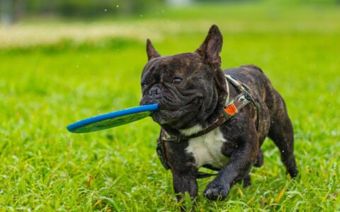 Bulldog Francês: Cuidados Especiais Que Você Precisa Saber