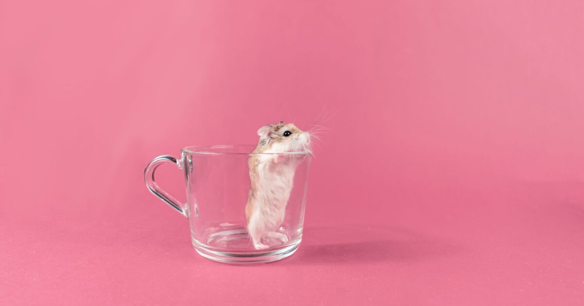 Doenças respiratórias em hamsters: o que você precisa saber