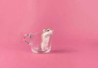 Doenças respiratórias em hamsters: o que você precisa saber