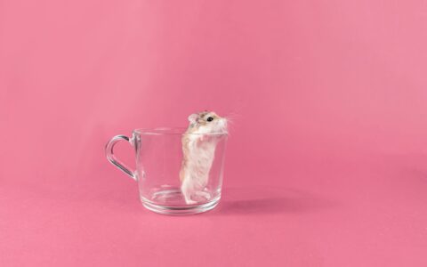 Doenças respiratórias em hamsters: o que você precisa saber