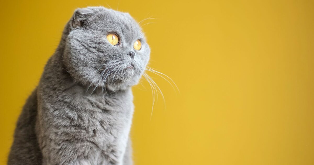 Scottish Fold: as orelhas dobradas e os cuidados necessários