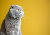 Scottish Fold: as orelhas dobradas e os cuidados necessários