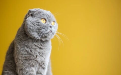 Scottish Fold: as orelhas dobradas e os cuidados necessários