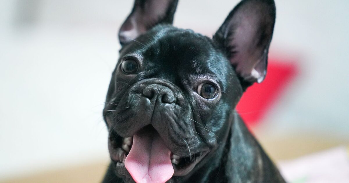 Bulldog Francês: guia completo dessa raça compacta