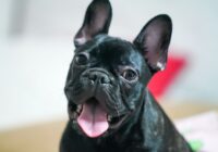 Adorable young French Bulldog with tongue out, exuding cuteness and playfulness.
