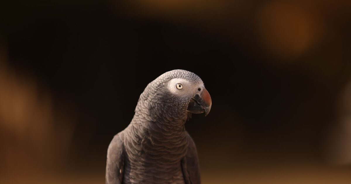 Os animais mais inteligentes que você pode ter como pet