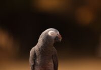 African Grey Parrot close-up with blurred bokeh background. Perfect for wildlife themes.