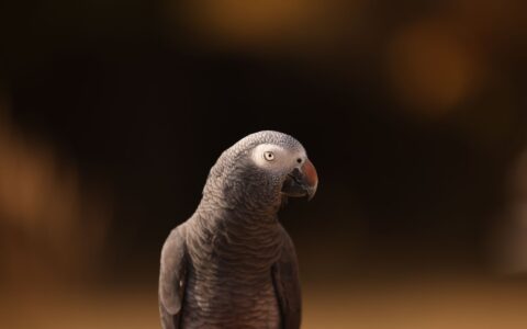 Os animais mais inteligentes que você pode ter como pet