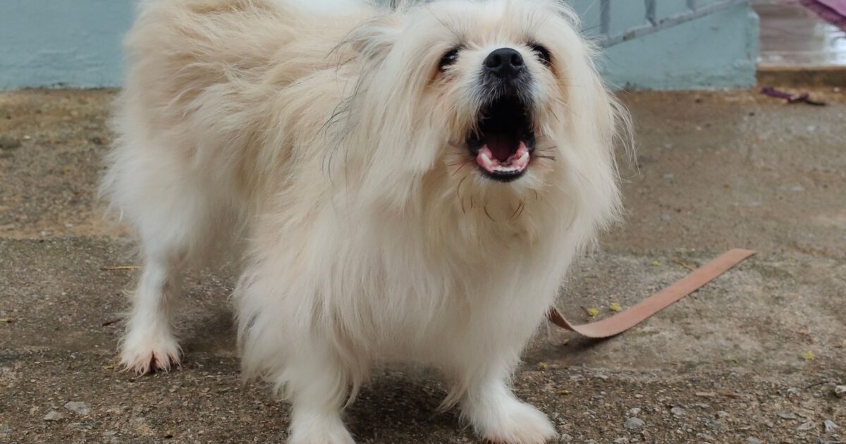 Cão latindo demais: causas e como resolver com sucesso