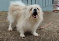 Charming fluffy Pekingese dog barking outside on a paved patio, showcasing its playful nature.