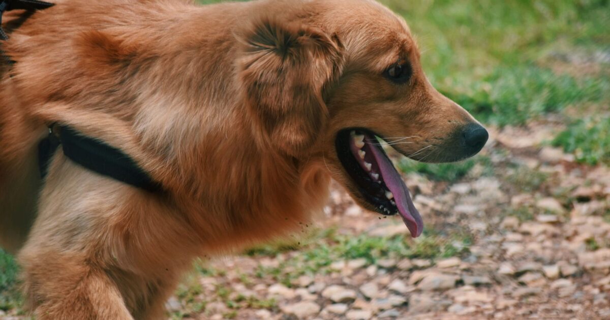 Coleiras para cães: tipos, materiais e como escolher