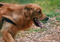 Coleiras para cães: tipos, materiais e como escolher