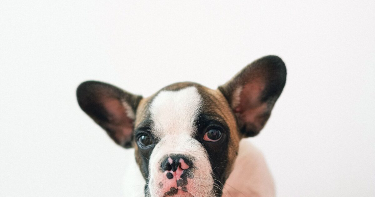 Bulldog Francês: cuidados especiais que você precisa saber