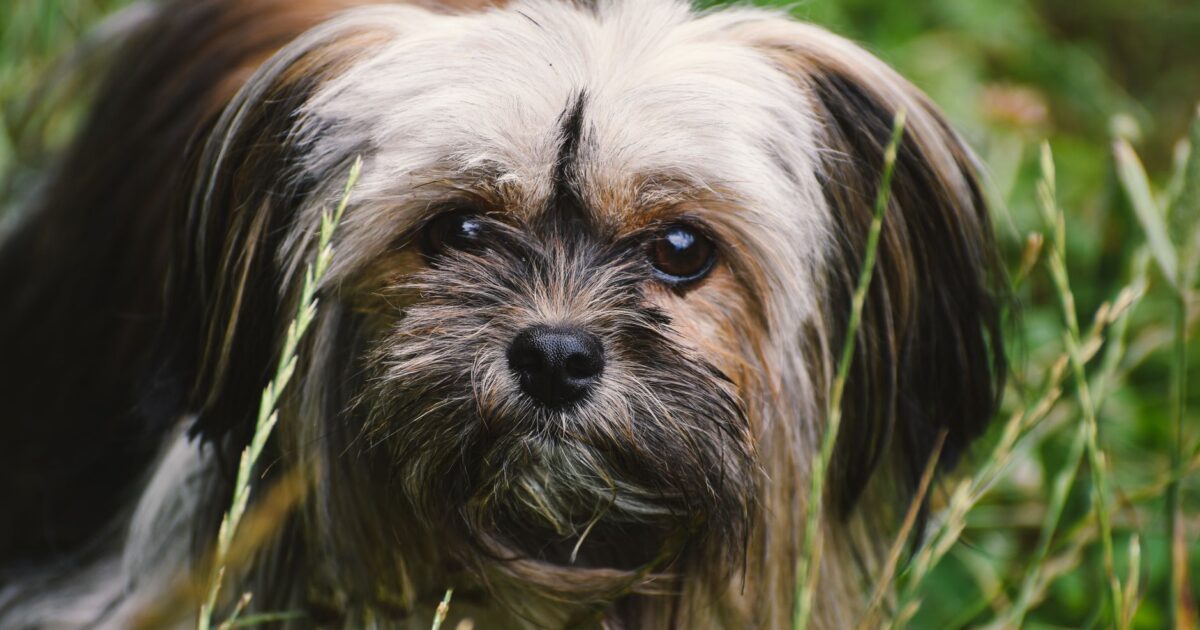 Lhasa Apso: origem tibetana e cuidados com o pelo longo