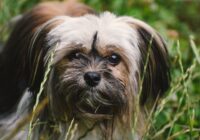 Lhasa Apso: origem tibetana e cuidados com o pelo longo