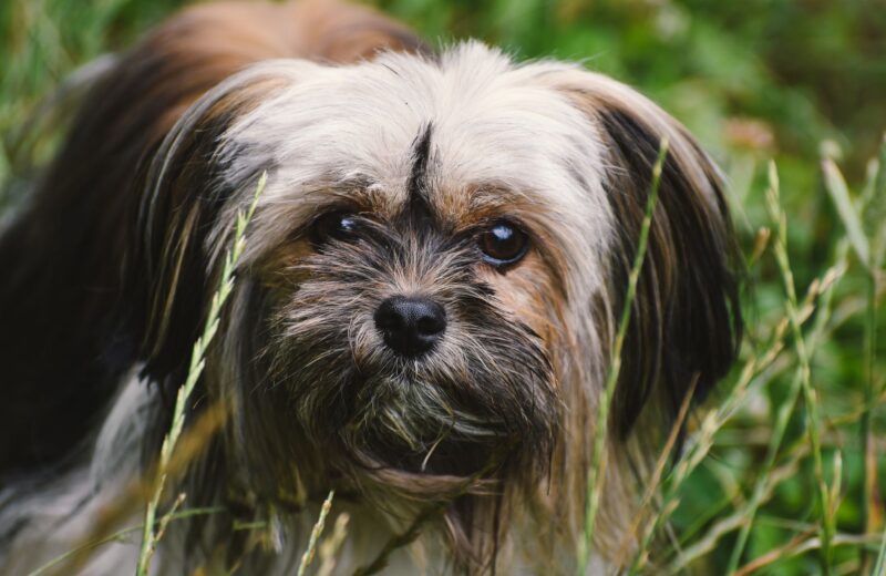 Lhasa Apso: origem tibetana e cuidados com o pelo longo