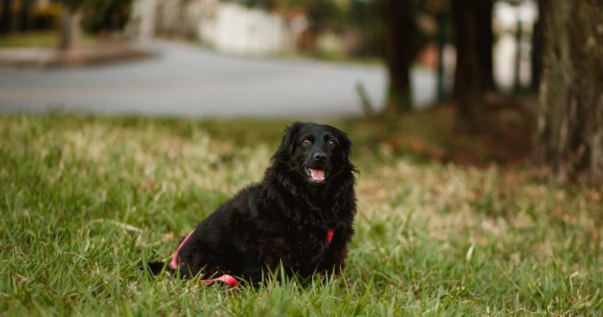 Displasia coxofemoral em cães: sintomas e tratamento