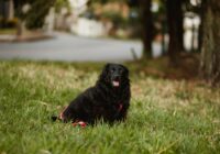 Cute fluffy dog relaxing on green lawn in city and looking at camera